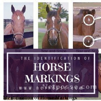 Identification of Horse Markings